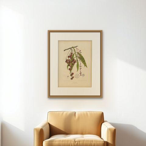 Original Antique Winged Lychee Botanical Print by Hoola van Nooten, 1880, shown framed on a wall, true to size