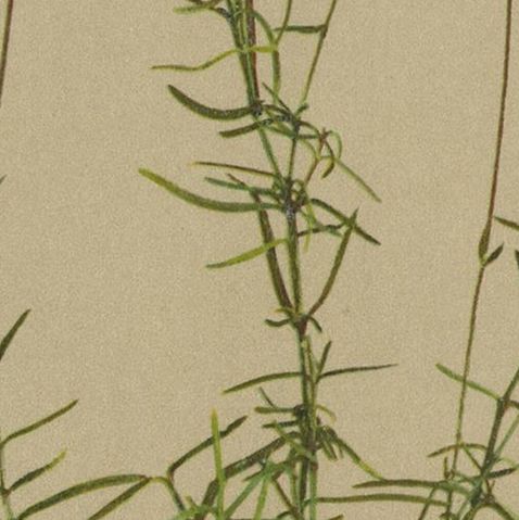 Antique Botany Print of the Silene Saxifraga or Saxifrage Catchfly, c.1897, close-up 2