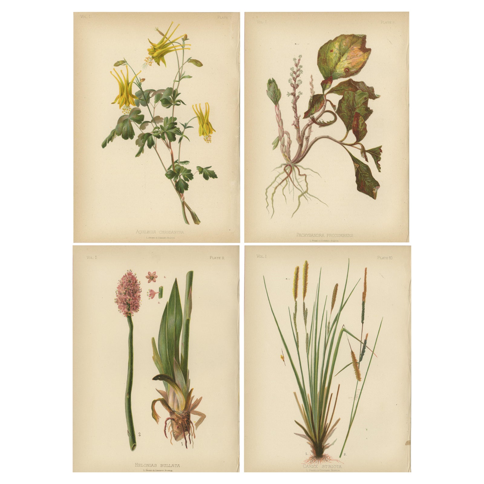 Native US Flora, Four Original Botanical Chromolithograps, 1879