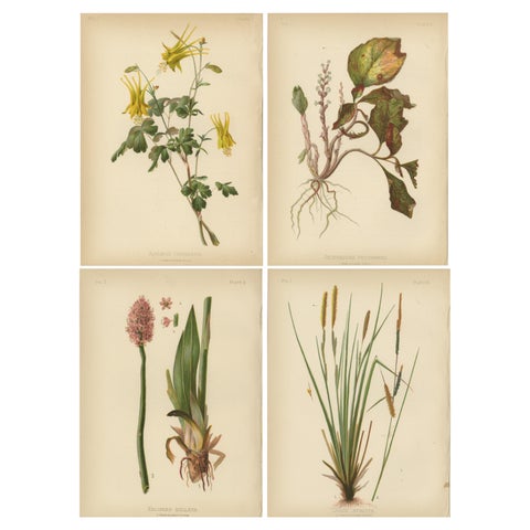 Native US Flora, Four Original Botanical Chromolithograps, 1879