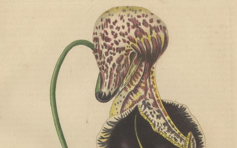 Antique Botanical Print of Aristolochia à Fleurs Labellées, 19th Century, close-up 3