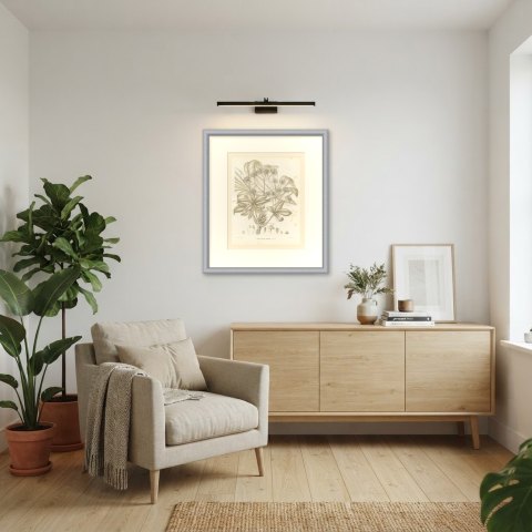 Fatsia Japonica, Aralia Japonica Flowering Branch Lithograph, 1858, shown framed in a room, true to size