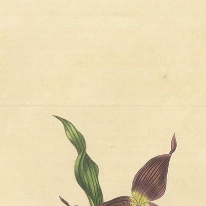 Antique Botany Print of Cypripedium Calceolus by Curtis, circa 1817, close-up 1