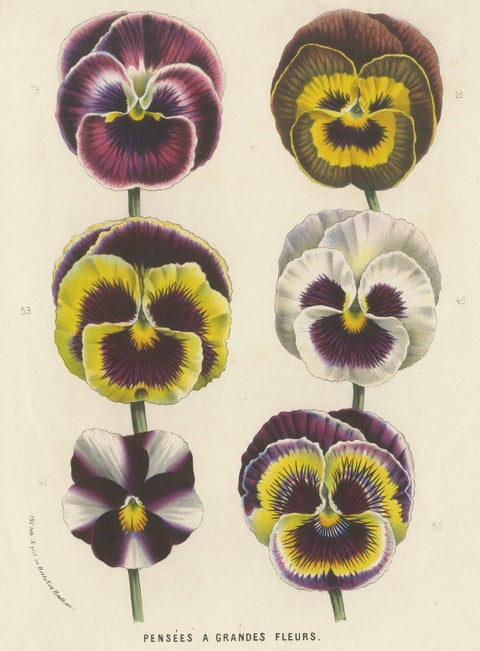 Large-Flowered Pansies Botanical Illustration by Louis van Houtte, 19th Century, close-up 4