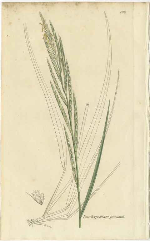 Set of 8 Antique Botanical Engravings of Wheat, Barley and Ryegrasses, c.1830, view 8