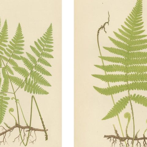 Antique Victorian Fern Botanical Prints Set, Polypodium Studies Wall Art 1856, close-up 1