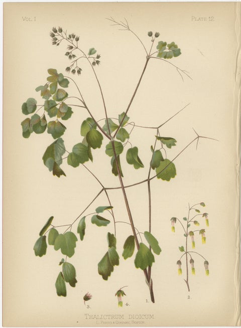 Native US Flora, Three Original Botanical Chromolithograps, 1879, view 4