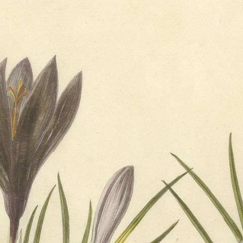 Antique Saffron Botanical Engraving, Crocus Sativus, Hand Colored, c.1831, close-up 5