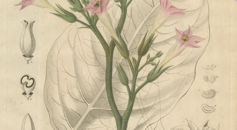 Antique Tobacco Botanical Print, Nicotiana Tabacum, c.1831, close-up 3