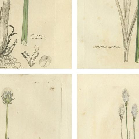 Set of 8 Antique Botanical Engravings of Bulrush, Cottongrass & Arrowgrass, 1830, close-up 2