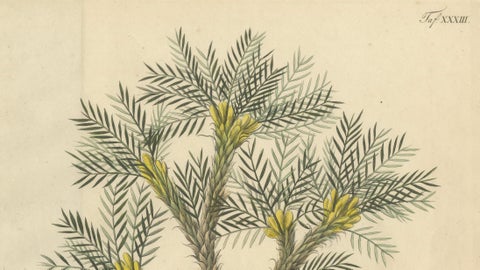 Antique Botanical Print of Astragalus Verus, Copper Engraving, c.1831, close-up 1
