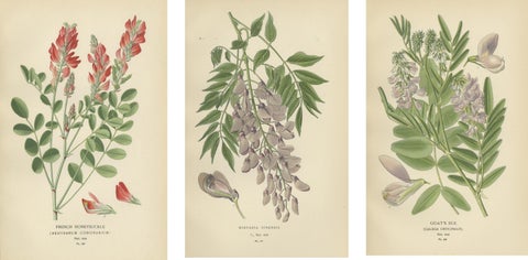 Garden Elegance: A Triptych of 19th Century Botanical Illustrations, 1896, view 5