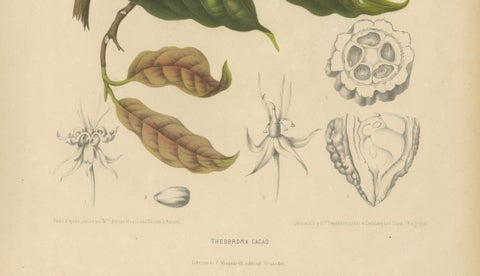 Original Antique Botanical Chromolithograph of Cacao Tree (Theobroma cacao) 1880, close-up 4