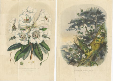 Set of 2 Antique Botany Prints, Rhododendron Dalhousiae, by Van Houtte '1849', view 4
