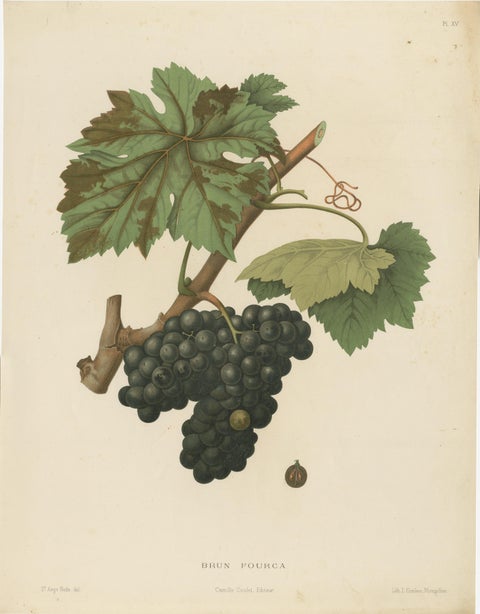 Rare Original Antique Lithograph of the Brun Fourca Grape Variety, 1890, view 2