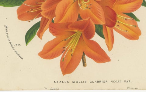 Enchanted Blossoms: Masterpieces of Botanical Art from Van Houtte's Florilegium, close-up 2