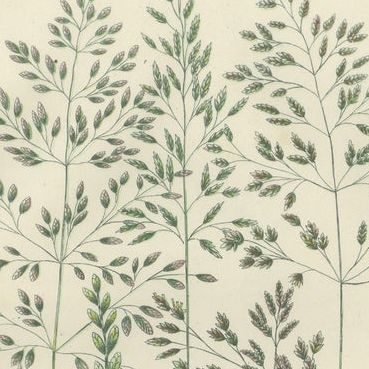 Horsetail Plants, Trio of Victorian Botanical Prints, 1873, close-up 1