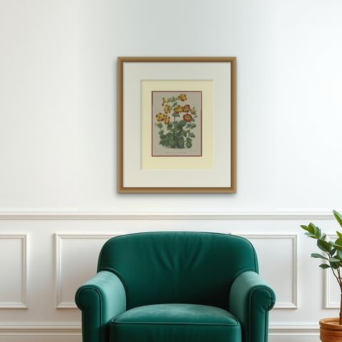 Antique Botany Print of the Mimulus Luteus by Severeyns 'c.1875', shown framed on a wall, true to size