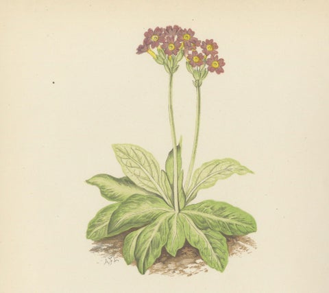 Scottish Primrose and Alpine Thyme hand coloured botanical print 1874, close-up 5