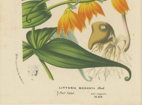 Exquisite Flora: Natal Lily and Golden Trumpet Vine in Artistic Display, c.1855, close-up 4