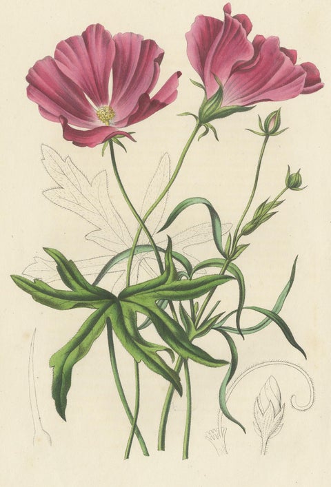 Antique Botany Print of the Large-Flowered Nuttalia, 1847, view 3