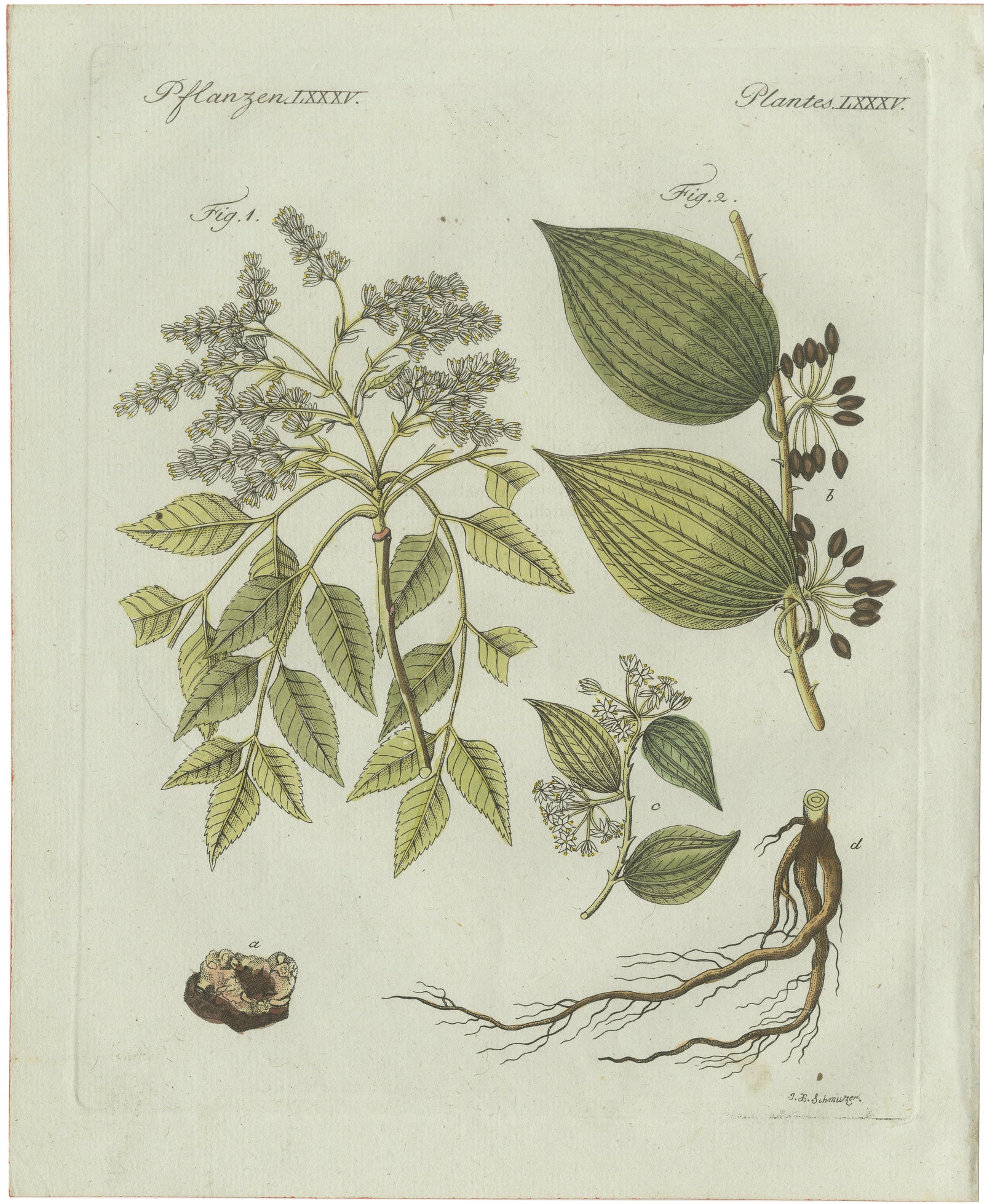 Original Antique Botanical Print of Licorice and Carob by Bertuch, 1805