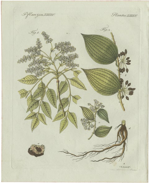 Original Antique Botanical Print of Licorice and Carob by Bertuch, 1805