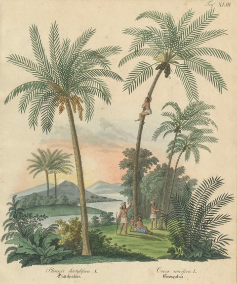 Antique Date Palm & Coconut Botanical Scene, Phoenix & Cocos, c.1831, close-up 1