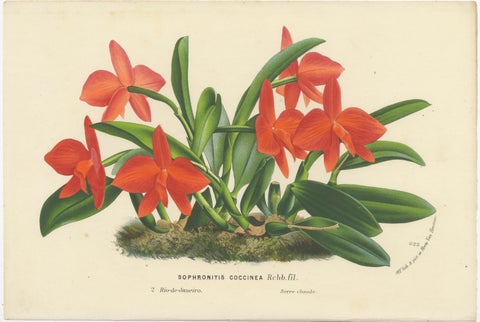 Botanical Vintage Prints of Scarlet Sophronitis and Tropical Bloom, c.1845, view 2