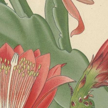 Stunning 1897 Leaf-Stemmed Cactus Print, Phyllocactus Illustration, close-up 2