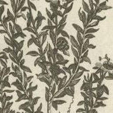 Antique Print of the Myrtus or Myrtle Plant by Cook, 1803, close-up 1