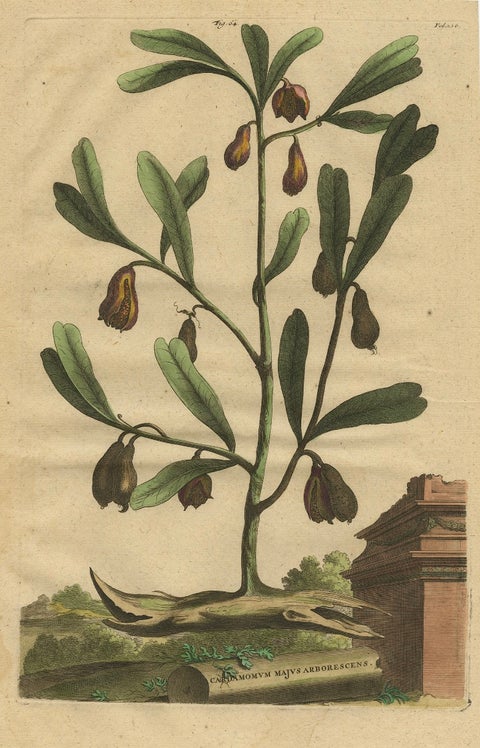 Botanical Illustration of Cardamom Plant (Cardamomum majus arborescens) , 1696, close-up 1
