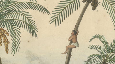 Antique Date Palm & Coconut Botanical Scene, Phoenix & Cocos, c.1831, close-up 6