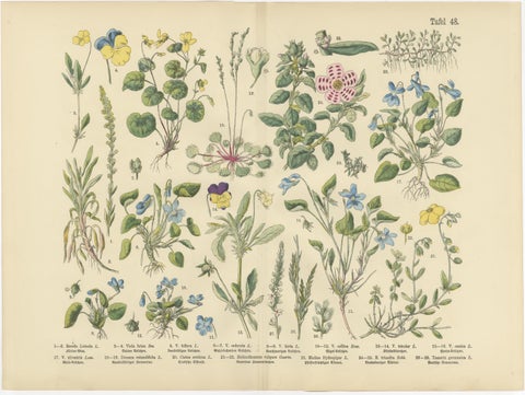 German Wildflower Botanical Plates, Chromolithographs, Stuttgart circa 1890, view 3
