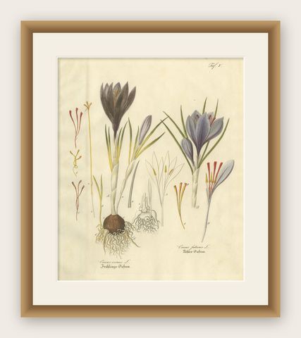 Antique Saffron Botanical Engraving, Crocus Sativus, Hand Colored, c.1831, shown framed