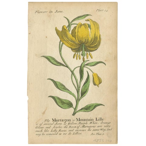 Antique Print of the Mountain Lily and Rosa Mundi, 1747, view 2