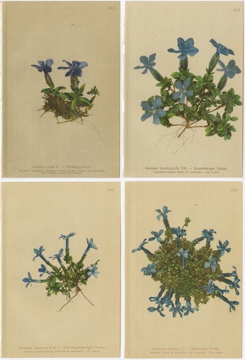 Alpine Gentian Botanical Prints Set of 4, Antique Chromolithographs 1897, view 8