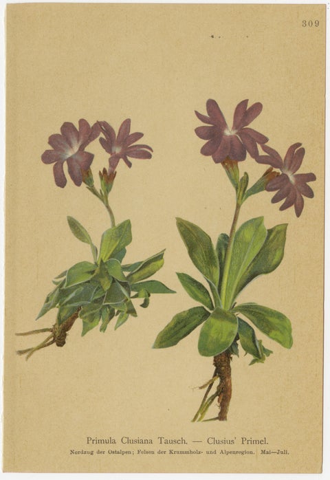 Alpine Botanical Prints Set of 6, Antique Chromolithographs, Primula Series 1897, view 2