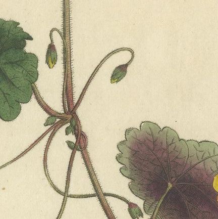 Antique Botany Print of the Trailing Disandra, close-up 3
