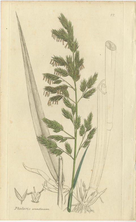 Set of 8 Antique Botanical Engravings of Cottongrass and Coastal Grasses, c.1830, view 6