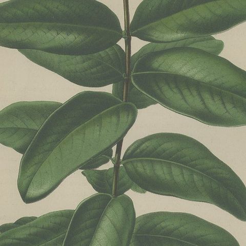 Antique Botany Print of the Hypericum Calycinum by Severeyns 'c.1875', close-up 2