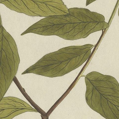 Antique Botany Print of the Mespilus Germanica by Plenck 'circa 1790', close-up 2