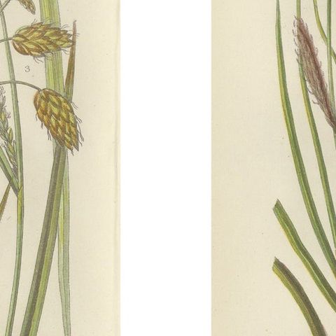 Maidenhair and European Bristle Ferns, Hand-Colored Engravings, 1873, close-up 2