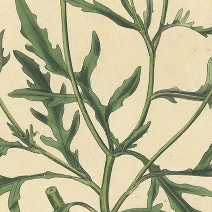 Antique Botany Print of Diplotaxis Tenuifolia by Curtis 'circa 1817', close-up 2