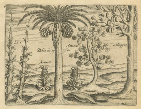 De Bry Botanical Engravings, Pineapple, Mango & Pepper Plants, c.1598, close-up 1
