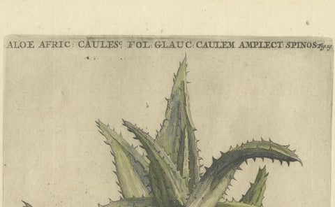Caulescent African Aloe from Caspar Commelin’s "Praeludia Botanica", 1703, close-up 5