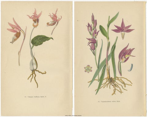 Historic Orchids: A 1904 Catalogue Illustration, view 2