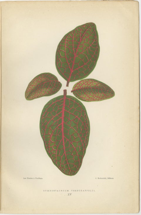 Botanical Elegance: Masterpieces of Victorian Horticulture, Published in 1880, view 3