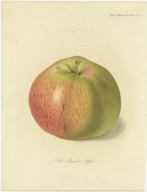 Set of 2 Antique Prints of the Gravenstein Apple and Alexander Apple, view 3