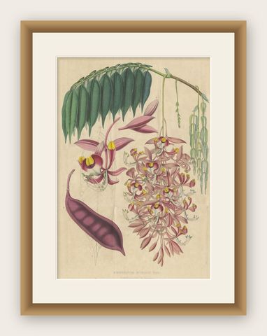 Antique Botany Print of the Amherstia Nobilis by Van Houtte, 1849, shown framed